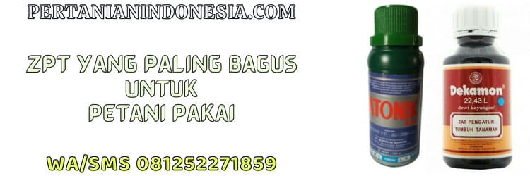 zat pengatur tumbuh,zpt paling bagus,petani,tanaman,budidaya tanaman
